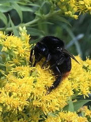 Bombus