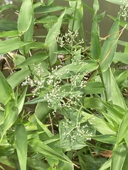 Eupatorium serotinum