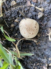 Lycoperdon pratense