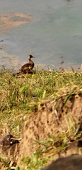 Amazonetta brasiliensis