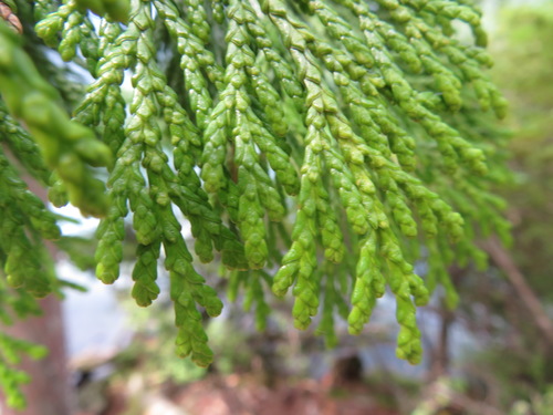 Thuja standishii, photograph 1