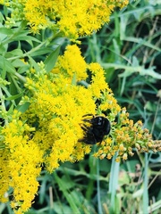 Bombus