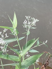 Eupatorium serotinum