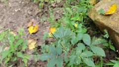 Agrimonia gryposepala