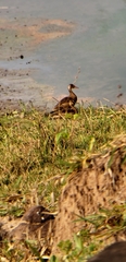 Amazonetta brasiliensis