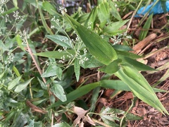 Eupatorium serotinum