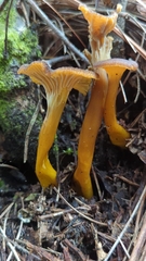 Craterellus ignicolor