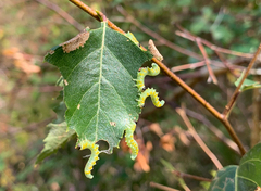 Pristiphora testacea