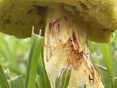 Pulchroboletus rubricitrinus