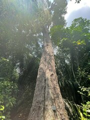 Cyrtophyllum fragrans