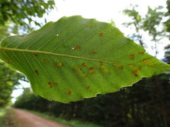 Acalitus ferrugineum