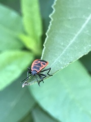 Pyrrhocoris apterus