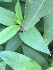 Pyrrhocoris apterus