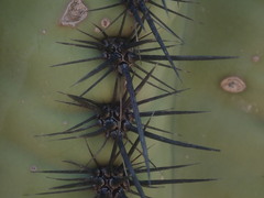 Carnegiea gigantea