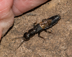 Tasgius melanarius