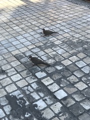 Streptopelia senegalensis