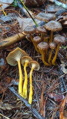 Craterellus ignicolor