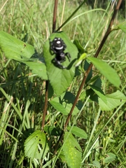 Phidippus regius
