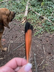 Colaptes auratus cafer