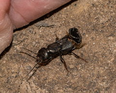 Tasgius melanarius