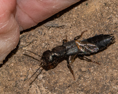 Tasgius melanarius