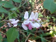 Indigofera venulosa