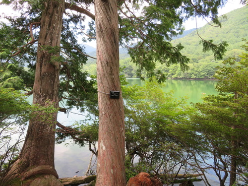Thuja standishii