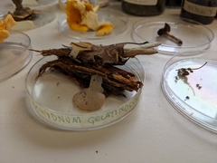 Pseudohydnum gelatinosum