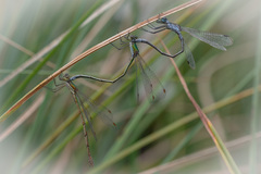 Lestes virens vestalis