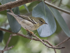Setophaga striata