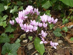 Cyclamen hederifolium