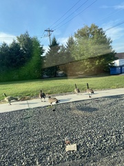 Branta canadensis