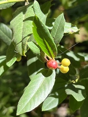 Frangula californica
