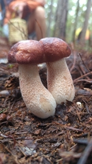 Boletus pinophilus