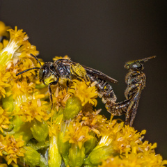 Protandrena andrenoides