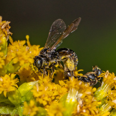 Protandrena andrenoides