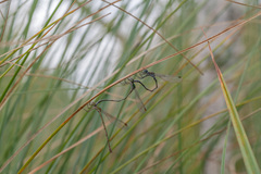 Lestes virens vestalis