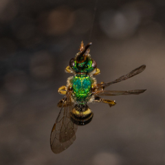 Agapostemon texanus