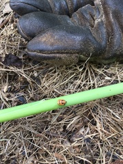 Coccinelloidea