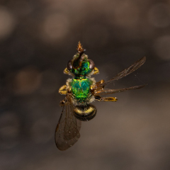Agapostemon texanus
