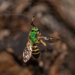 Agapostemon texanus