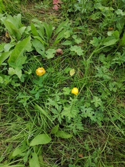Trollius europaeus
