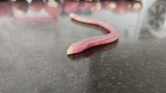 Leposternon microcephalum