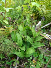 Cypripedium reginae