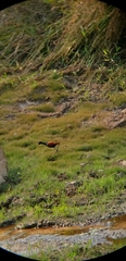 Jacana jacana