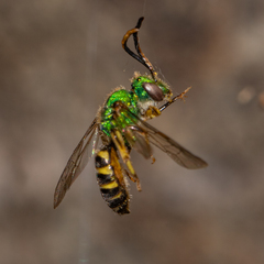 Agapostemon texanus