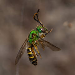 Agapostemon texanus