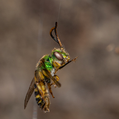 Agapostemon texanus