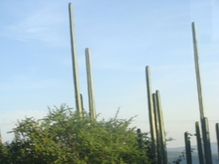 Lophocereus marginatus