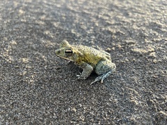 Incilius marmoreus